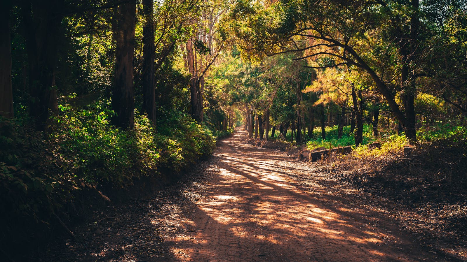 Im Wald zur Ruhe finden