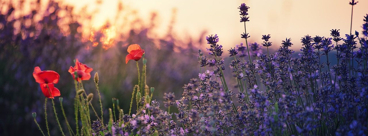 flowers, nature, field